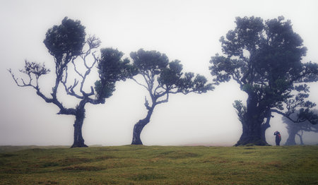 Silhouette of trees in a foggy field in Fanal, Madeira, Portugalの写真素材