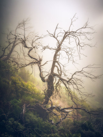 Dry tree in foggy forest. Filtered image processed vintage effect.