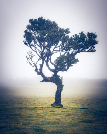 Lonely tree in the misty meadow with copy space. Fanal, Madeira, Portugalの写真素材