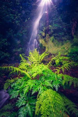 Beautiful tropical rainforest with ferns and a small waterfallの写真素材