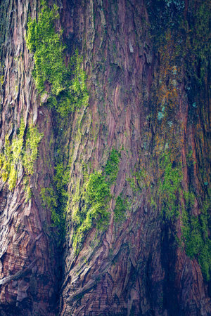 Green moss on the tree bark in Redwood National Park, California