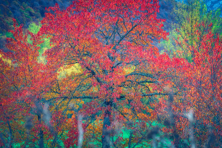 Autumn trees in the forest.