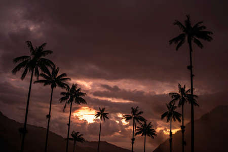 Landscape sunset of wax palm trees in Cocora Valley near Salento Quindio, Colombiaの写真素材