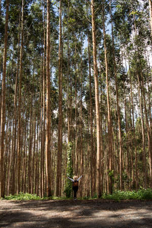 Woman with hat and backpack on the ecological hiking trail in a forest of tall trees. Naturalist exploring wildlife and ecotourism adventure walking in a national wildlife park. Vertical High quality photoの写真素材