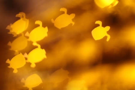 Big golden turtles bokehの写真素材