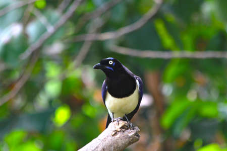 Black and white bird over a branchの写真素材