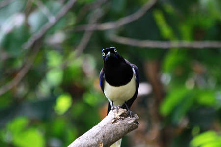Black and white bird staring at camera manの写真素材