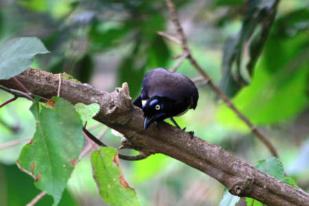 Blue eye brow bird looking for somethingの写真素材