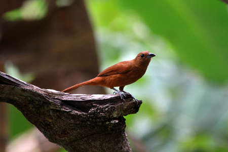 Brown bird planning its next flightの写真素材