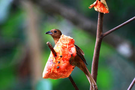 Brown bird standing with a raw papayaの写真素材