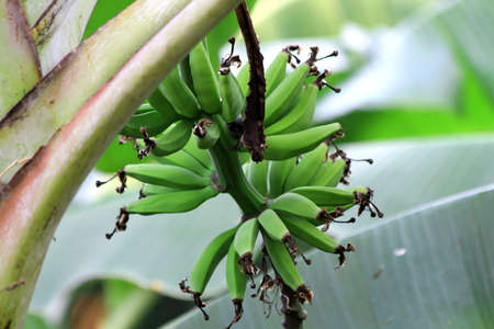 Green and Growing Plantainの写真素材