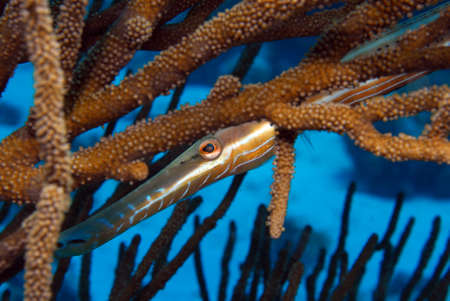 Hidden Trumpet Fish