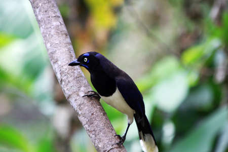 Black and white bird resting in wooden branchの写真素材