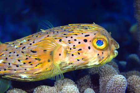 Normal Shape Porcupine fishの写真素材