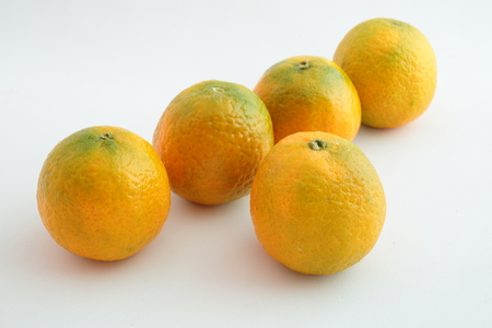 tangerines Spanish Mediterraneanの写真素材