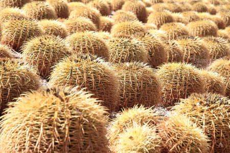 cactus plantation of the Spanish Mediterranean