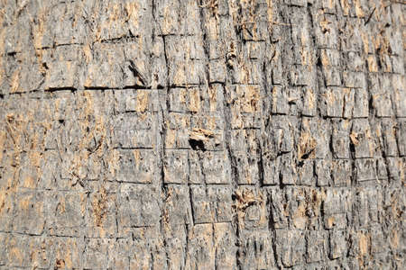 palm trunk portion of close