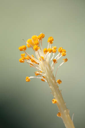 pistils of a flower close up