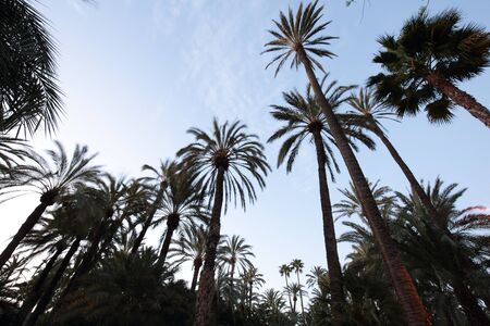Elche palmの写真素材