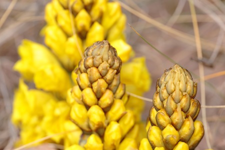 Jopo yellow Lamb in the mountains of Aspe, Alicante, Spain.の写真素材