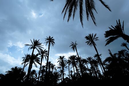 Sunset at the Palm Grove of Elcheの写真素材