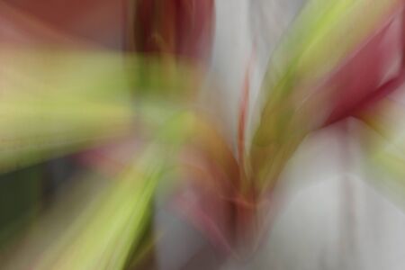 Abstract of a lily flowers with effect movedの写真素材
