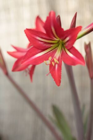 Large garden flowers redの写真素材