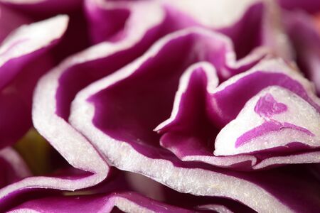 Mixed salad with seeds cut into julienneの写真素材