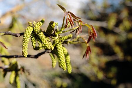 Walnut tree flowers in May in spain.の写真素材