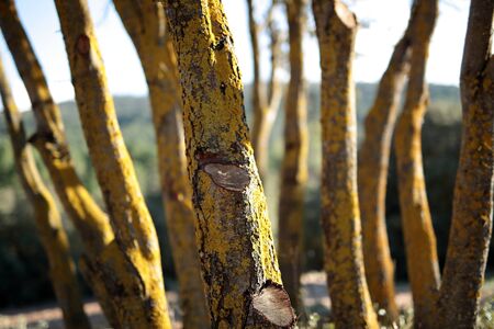 Trunks of a group of green oak in spring