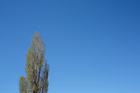 Spanish mountain landscape with poplar trees in springの写真素材