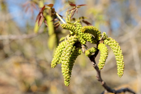 Walnut tree flowers in May in spain.