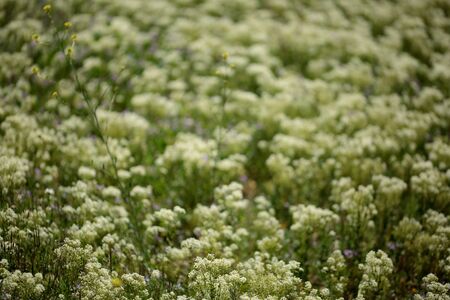 Flowers in the foreground with unfocused background in a field of Albacete, Spainの写真素材