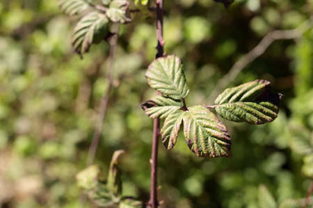 macro leaves of a bush in spring