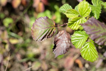 macro leaves of a bush in spring