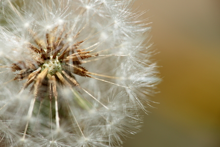 dandelions in spring photographed closeの写真素材