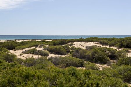 wooden walkway arenales del sol in Elche, Spainの写真素材