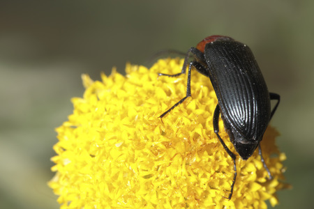 Red insect on a flower head
