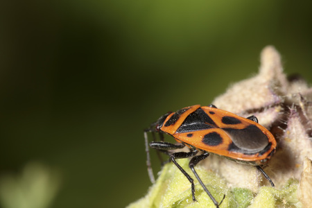 shoemaker photographed close copulating for reproduction