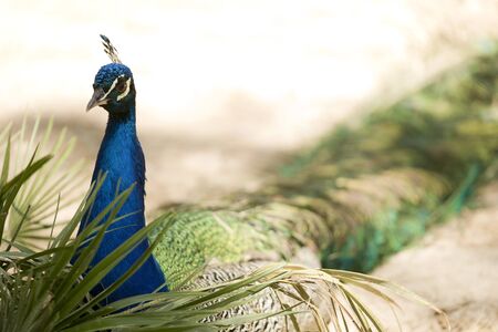 Peacock in a park of Guardamar del Segura, Spainの写真素材