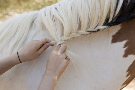 Girl combing a horse on a farmの写真素材