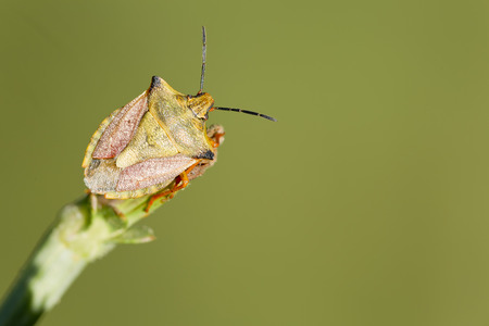 Insect macro photography Nebula Rhaphigaster