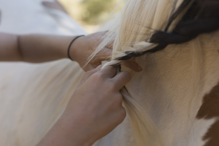 Girl combing a horse on a farmの写真素材