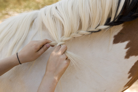 Girl combing a horse on a farmの写真素材