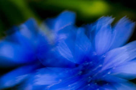 Gentian blue flower Moved by windの写真素材