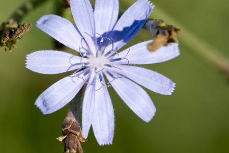 Macro photography of a blue gentianの写真素材