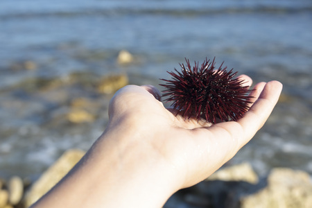 Sea urchin in the hands of a young girl with Mediterranean sea backgroundの写真素材