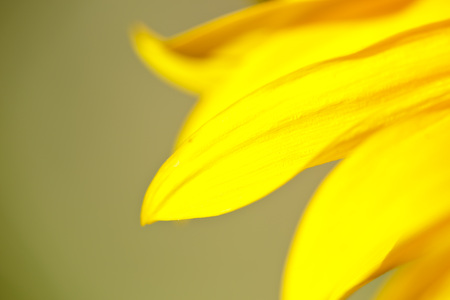 Macro of a Sunflower in the summer. Horizontal take naturally with light.の写真素材