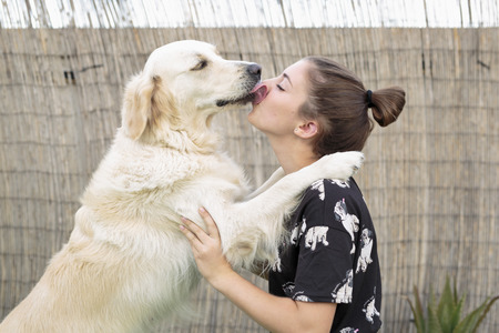 Dog breed Golden Retriever giving a hug to his owner. Take horizontal with natural light in exterior.の写真素材