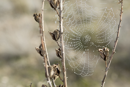 Spider web on a plant, after a rainy day.の写真素材